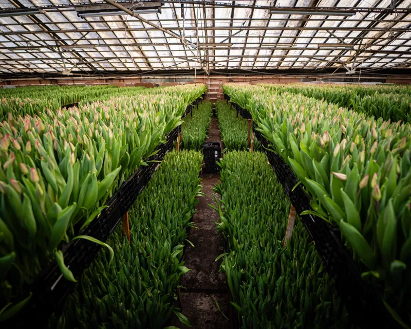 Locked Away, Left Alone, and Free to Change Everything: The Asylum Farmer Who Quietly Rescued American Crops